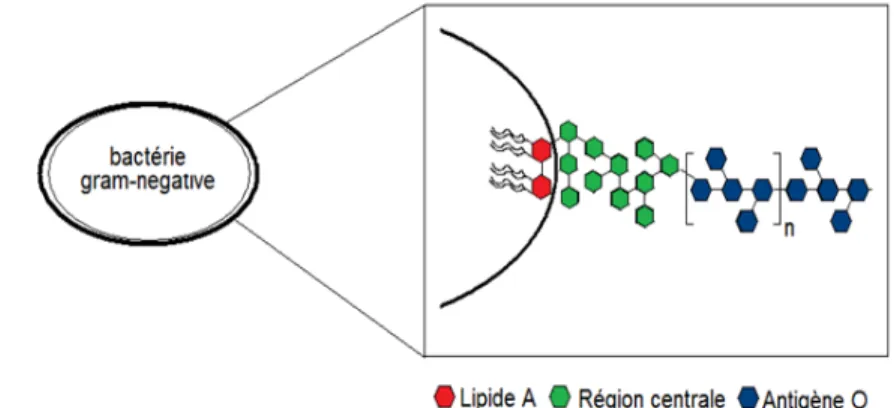 Figure 7 : Structure chimique principale des endotoxines 