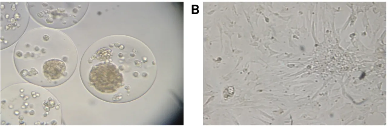Figure 8 : A. Îlots de Langerhans co-encapsulés avec des cellules canaliculaires 