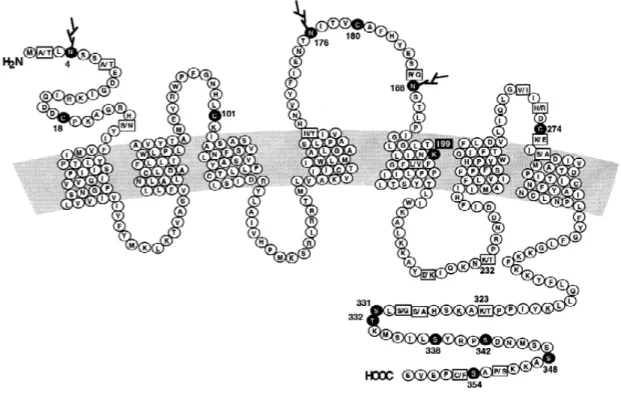 Figure 2. Structure du récepteur AT 1 