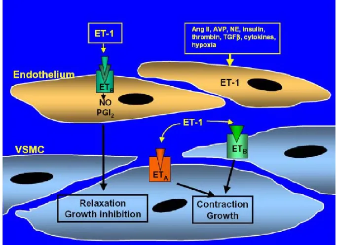 Figure 5. Les récepteurs à l’endothéline dans les structures  vasculaires. 