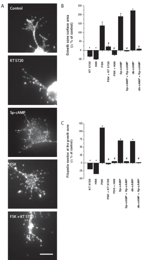 Figure 2.4 cAMP/PKA pathway and growth cone morphology 