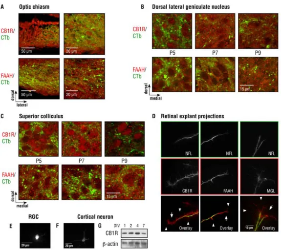 Figure 3. 1 Expression of the eCB system in the developing visual system.