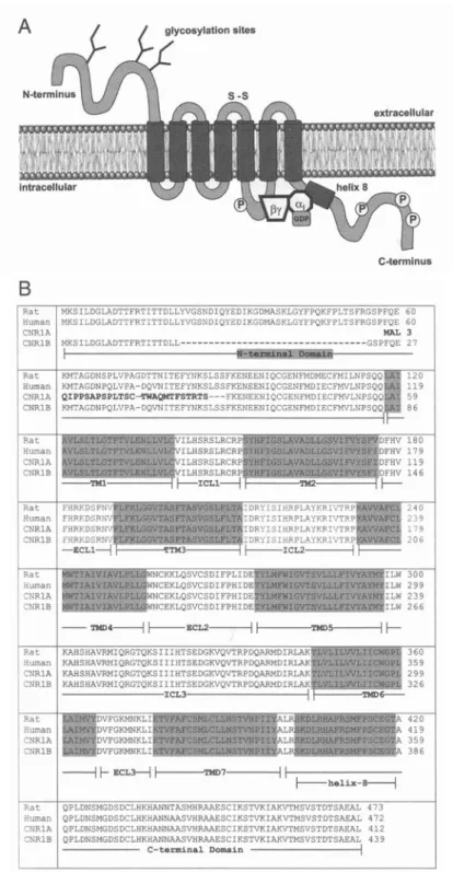 Figure 1.1. Structure du CB1R 