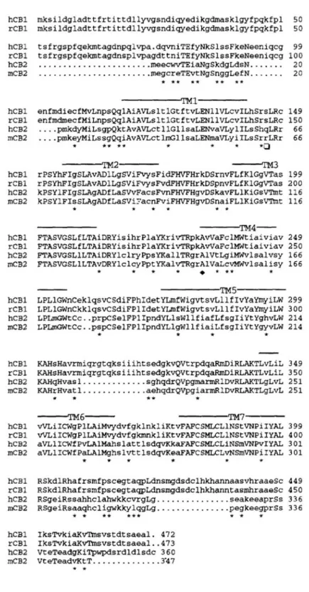 Figure 1.3. Comparaison des séquences de CB1R et CB2R exprimées chez  l’humain, le rat et la souris 
