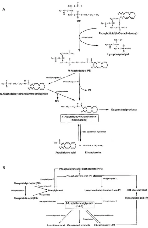 Figure 1.4. Métabolisme des endocannabinoïdes 