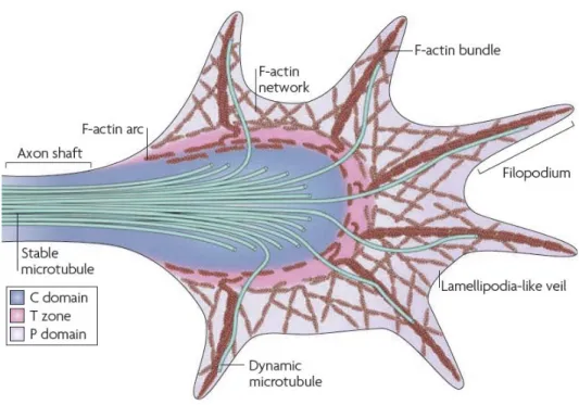 Figure 1.5. Structure du cône de croissance  (Image tirée de Lowery et Vaxtor, 2009) 