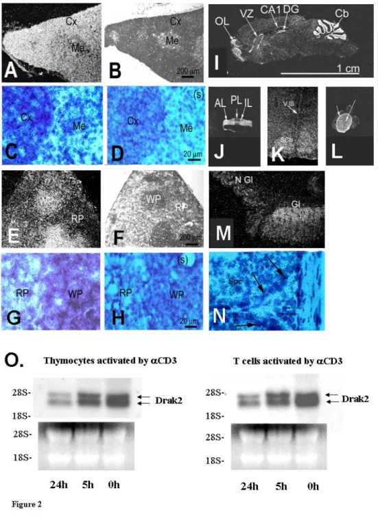 Figure 2. Drak2 expression in selected adult tissues 