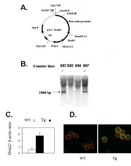 Figure 3. Generation and characterization of Drak2 Tg mice 