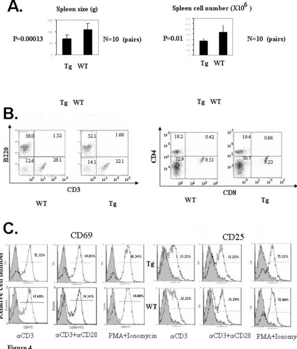 Figure 4. Characterization of Drak2 Tg lymphoid organs and cells 