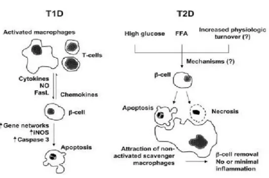 Fig 7. ß-cell death in T1D and T2D: Overview of the putative sequence of events leading to β-cell 