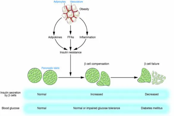 Fig 10. Development of type 2 diabetes: Insulin resistance associated with obesity is induced by 