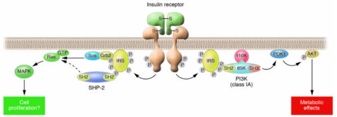 Fig 11. Insulin signaling in cells: Insulin elicits its effects by binding to its specific receptor and 