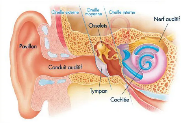 Figure 2 : L’oreille.  