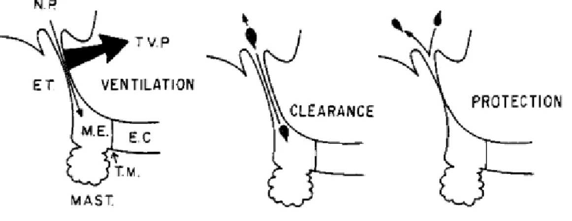 Figure 3 : Les fonctions de la trompe d’Eustache.    