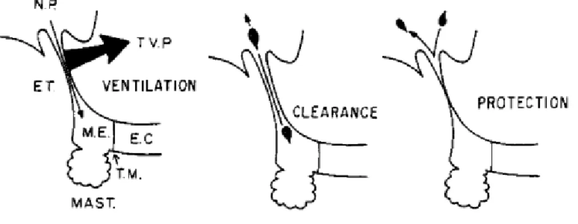 Figure 3 : Les fonctions de la trompe d’Eustache.    