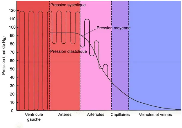 Figure 3: La pression sanguine dans diverses régions du système cardiovasculaire.  [Adapté de Sherwood, 2004] 