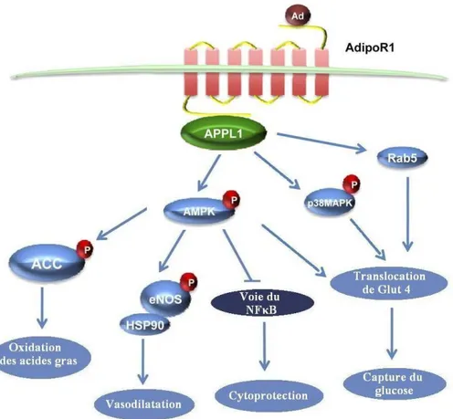 Figure 2 : Principales voies de signalisation de l’adiponectine. Adapté de Deepa and  Dong, 2009