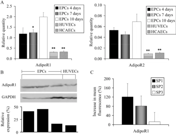 Figure 5: Adiponectin receptor expression. (A) mRNA expression by qPCR for  AdipoR1 and AdipoR2 at different times in culture (n=5 for EPCs, n=3 for  endothelial cells, *P&lt;0.05 vs 10 days, **P&lt;0.05 vs all EPCs by Student’s t-test)