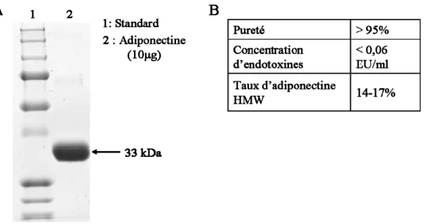 Figure 8 : Caractérisation de l’adiponectine. (A) L’adiponectine recombinante (10 μg)  a été mise sur gel SDS-PAGE et colorée au bleu de Coomassie