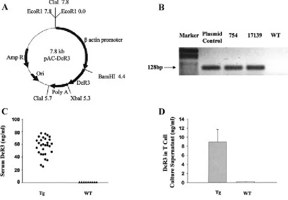 Figure 1. Generation and characterization of decoy receptor 3 (DcR3)-transgenic mice. 
