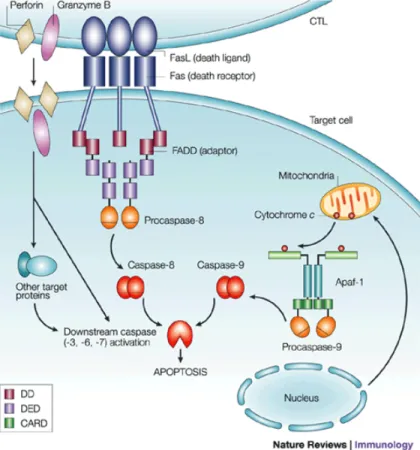 Figure 2: The apoptotic signal pathway of Fas / FasL (CD95/CD95L). (source: ref.  25) 