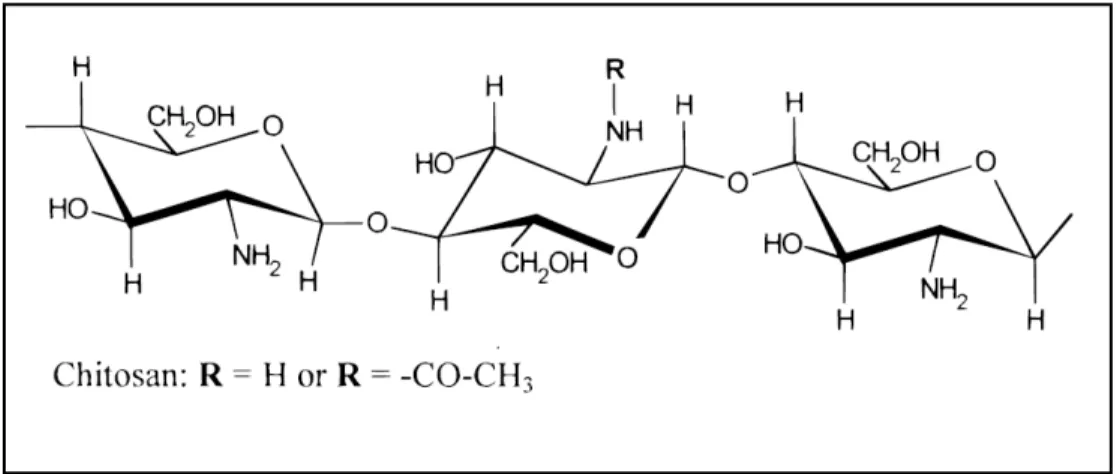 Figure 5 : Illustration schématique de la structure chimique du chitosane [52].  