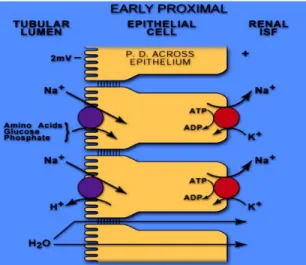 Figure 1-3B. Reabsorption of glucose and amino acids by proximal convoluted tubules (ref.[4]) 