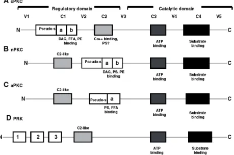 Figure 1-12. Protein architecture and cofactor requirements of various subfamilies of protein  kinase C (PKC): all PKC subfamilies, and so all isoforms, contain a regulatory and a catalytic  domain