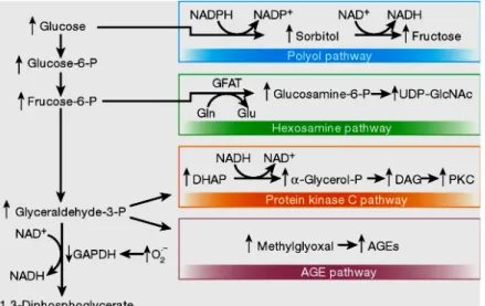 Figure 1-15. Mitochondrial overproduction of superoxide activates 4 major pathways      of hyperglycaemic damage by inhibiting GAPDH (ref