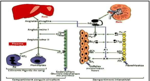 Figure 1.1 : Système rénine-angiotensine                 