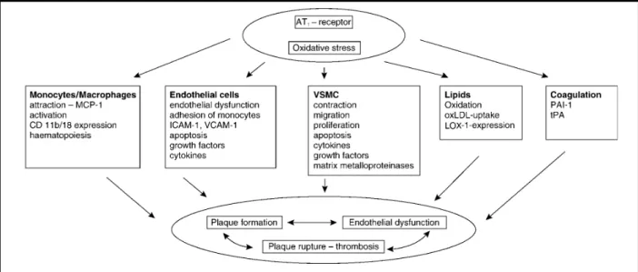 Figure 1.4 : Effets induits par le récepteur AT1 sur divers types cellulaires  