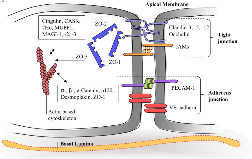 Figure i: Schematic illustration of the Tight and Adherens Junction of BBB-ECs. TJs are compromised of the  transmembrane proteins occlduin and the claudins, which are similar in homolgy and JAMs