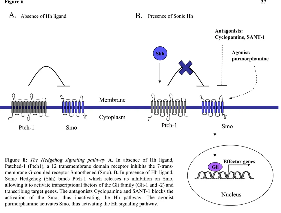 Figure ii: The Hedgehog signaling pathway A. In absence of Hh ligand, Patched-1 (Ptch1), a 12 transmembrane domain receptor inhibits the  7-trans-membrane G-coupled receptor Smoothened (Smo)