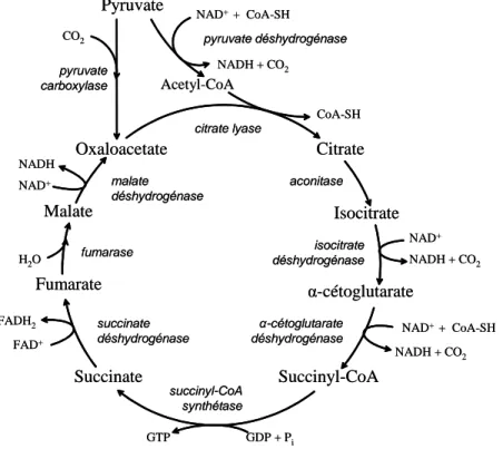 Figure 3 : Le métabolisme du pyruvate à travers le cycle de Krebs 