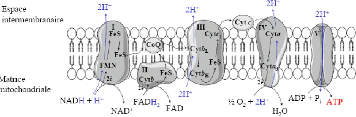 Figure 4 : La chaîne de transport des électrons 