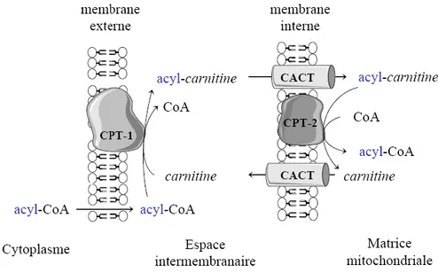 Figure 5 : Transport des acyl-CoA du cytoplasme à la mitochondrie 