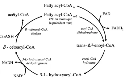Figure 6 : La β-oxydation des acides gras 