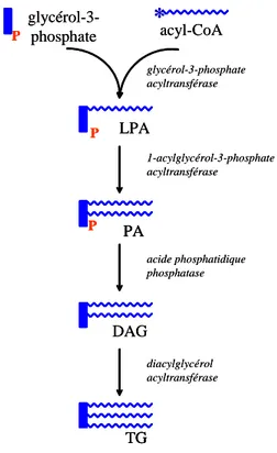 Figure 7 : L’estérification des acyl-CoA 