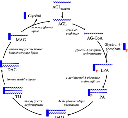 Figure 8 : Le cycle des triglycérides / acides gras libres 
