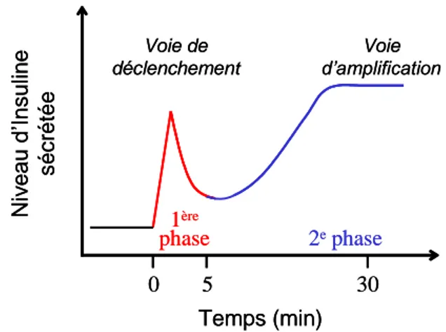 Figure 10 : Les deux phases de la sécrétion d’insuline en réponse au glucose  (Adapté de Aizawa et Komatsu, Journal of Clinical Investigation 2005 115; 227-230) 