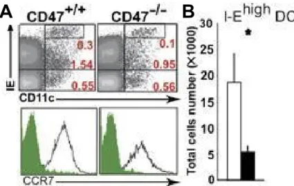 Figure 1 : L’effet associé à une déficience en CD47 sur la migration des DCs de la 