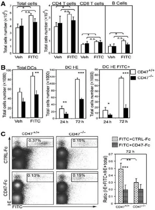 Figure  2 :  En  conditions  inflammatoires,  l’interaction  entre  CD47  et  SIRP-α  est 