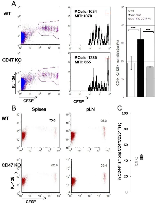 Figure 3 : L’absence de CD47 est associée à une diminution de la prolifération des 