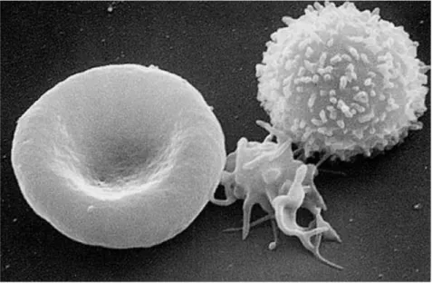 Figure 1-1 : Microscopie électronique d’un érythrocyte, d’un thrombocyte et d’un  leucocyte