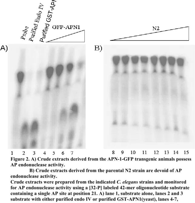 Figure 2. A) Crude extracts derived from the APN-1-GFP transgenic animals possess  AP endonuclease activity