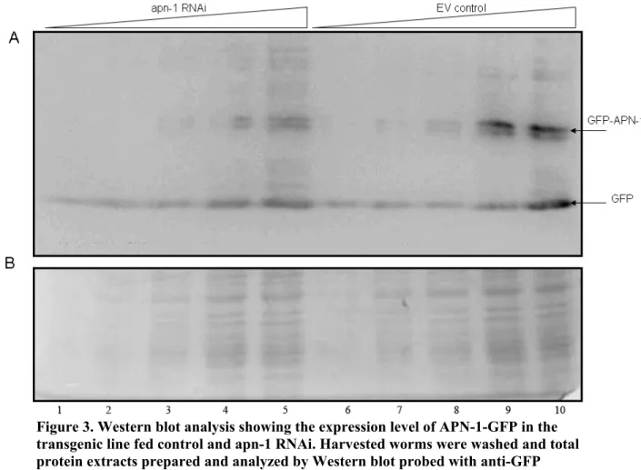 Figure 3. Western blot analysis showing the expression level of APN-1-GFP in the  transgenic line fed control and apn-1 RNAi