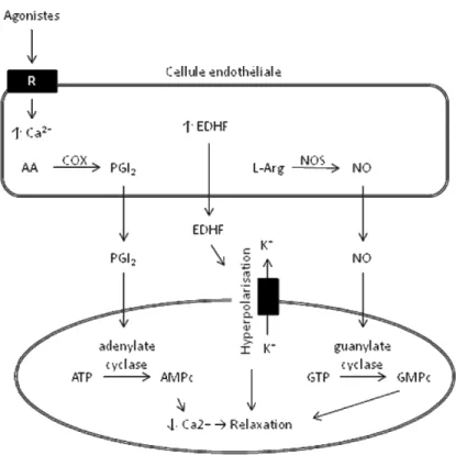 Figure 2.  La voie des facteurs relaxants endothéliaux.  Les EDRF sont  classifiés en trois voies majeures : la PGI2, le NO et les EDHF (adapté de  (Vanhoutte 2004))