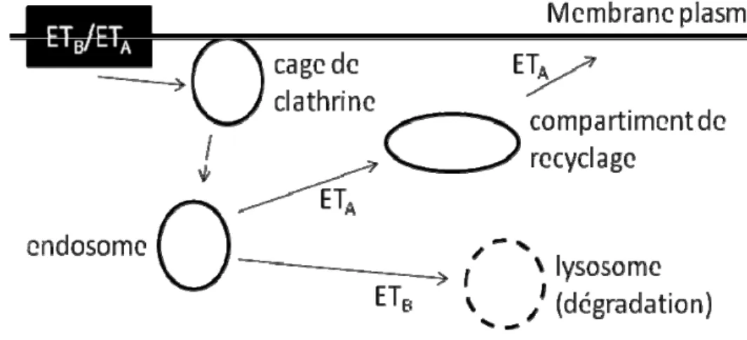 Figure 4.  Le trafic intracellulaire des récepteurs à l’ET-1.  L’internalisation de  ETA conduit à son recyclage alors que ETB est dégradé (adapté de (Bremnes et 