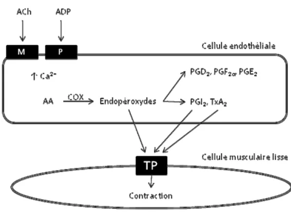 Figure 5.  Activation de la voie des COX (adapté de (Vanhoutte 2009a)) et  synthèse de prostanoïdes