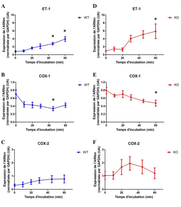 Figure 11.  Impact de l’ET-1 et MK2 sur l’expression de la PPET-1, COX-1 et  COX-2.  Quantification par RT-qPCR de l’ARNm de la PPET-1 (A et D), de  COX-1 (B et E) et de COX-2 (C et F) en fonction du temps d’incubation en  minutes (min) à une dose d’ET-1 e